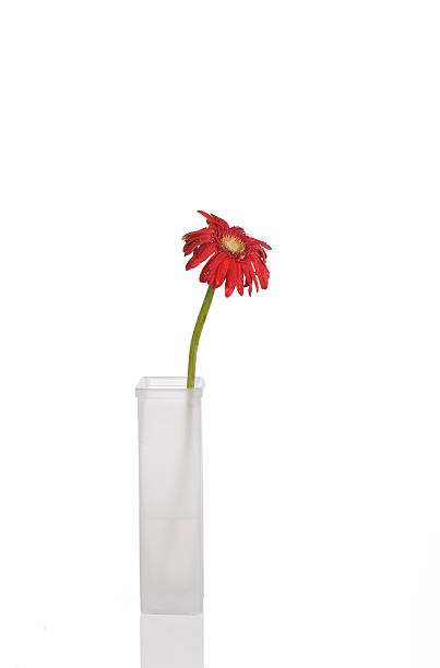 istock Beautiful red gerbera daisy in tall white vase, 147040768