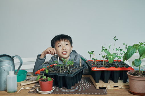 Happy little boy doing gardening on a wooden table in front of a white wall, urban garden with the concept of exploring natural bioscience.