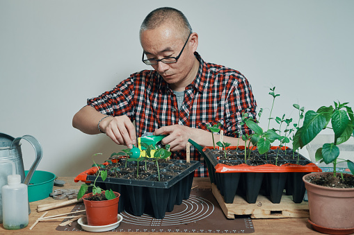 Calm middle-aged Asian men repairing plant seedlings on a wooden table in front of a white wall, urban garden's with exploring the concept of natural bioscience.