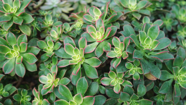 istock Echeveria, Succulents plants in botanic garden 1470408380