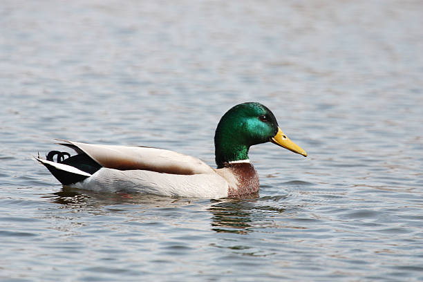 Mallard swimming in open water stock photo