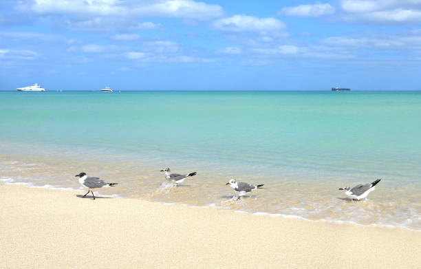 miami beach, floride. ciel bleu, eau turquoise et mouettes nageant dans l’océan atlantique - beach 2013 usa sky photos et images de collection