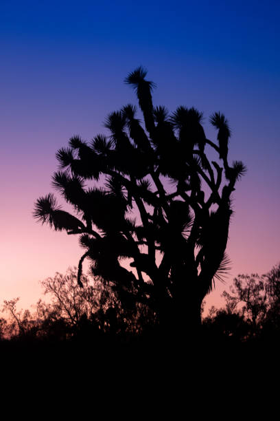 Backlight of cacti during sunset in semi-desert landscape stock photo