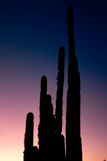 Take cactus backlight at sunset in semi-desert landscape in Mexico stock photo
