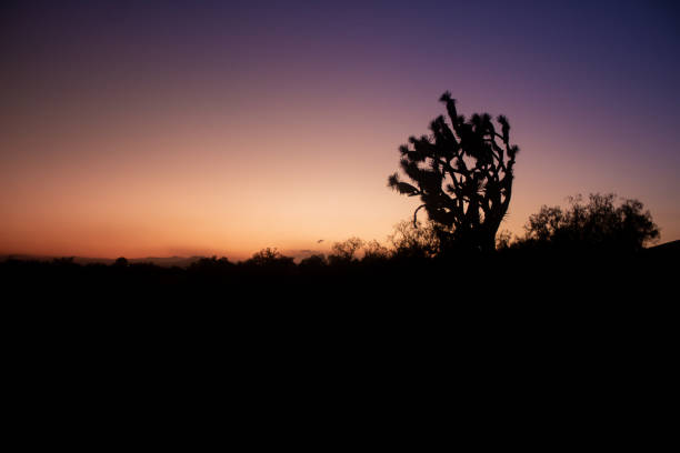 Sunset tree in Teotihuacan Mexico stock photo