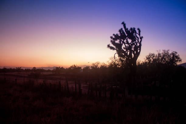 Backlit tree in semi-desert landscape stock photo