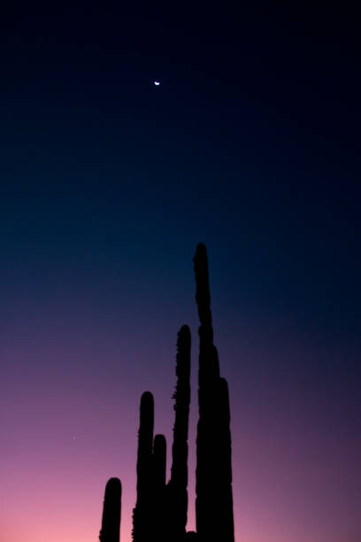 Backlight of Cacatus during sunset and crescent moon in semi-desert landscape of Mexico stock photo