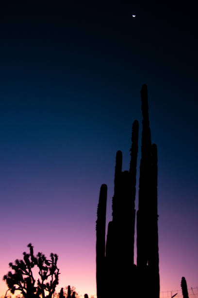 Cactus, tree and crescent moon at sunset in Teotihuacan Mexico stock photo