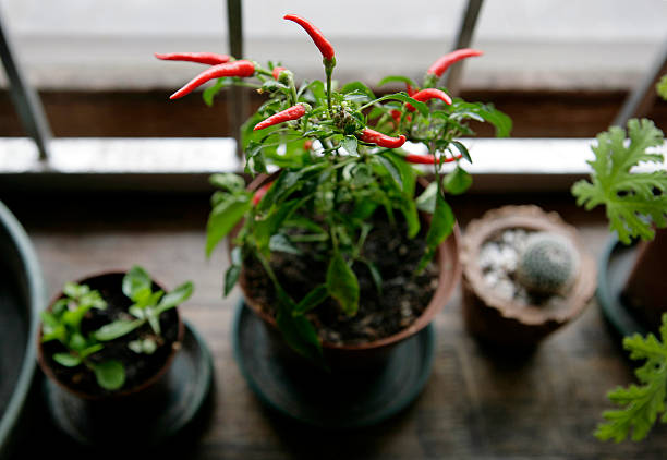 chili plant stock photo