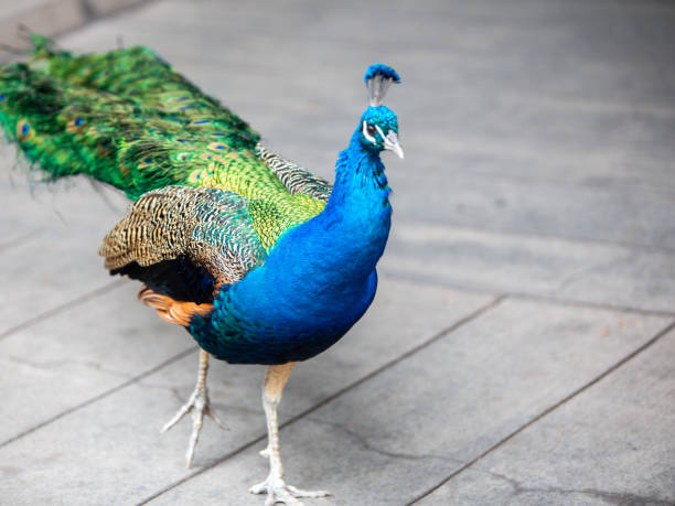 istock Male Peacock Strutting along 1470411034