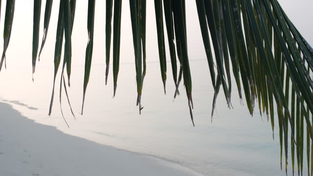 Close-up of palm tree on morning tropical beach