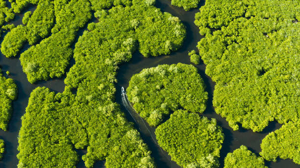 istock Aerial view of Mangrove forest and river. 1470412232