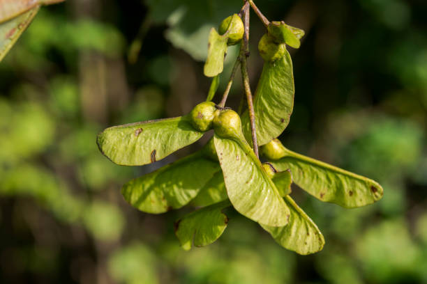 früchte von bergahorn, acer pseudoplatanus - maple keys seed sycamore tree tree stock-fotos und bilder