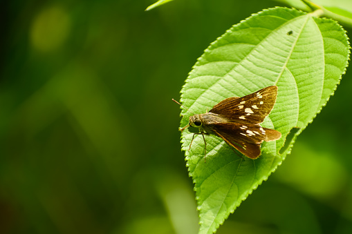Close-up of a skipper butterfly in the forest. Pelopidas assamensis, the great swift, is a butterfly belonging to the family Hesperiidae