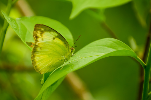 Green butterfly sitting in nature tropical forest habitat. Butterfly sits in the green forest. Catopsilia pomona, the common emigrant or lemon emigrant butterfly