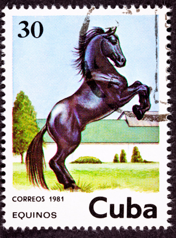 Canceled Cuban Postage Stamp Black Horse Rearing Up in Field - See lightbox for more