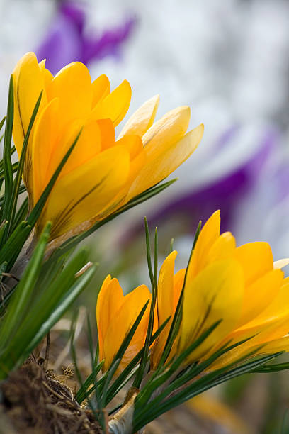 Yellow crocuses stock photo