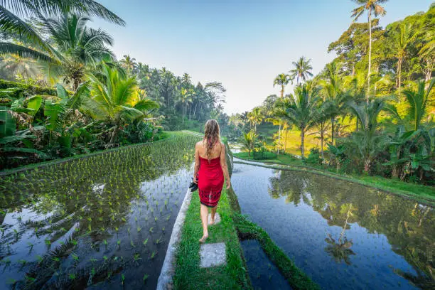 Young woman walking with a red dress at Tegalalang terrace. Bali, Indonesia - Beautiful female model walking
 at rice terrace in Ubud.