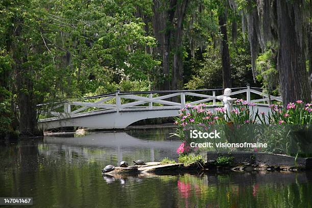 Ponte De Magnólia Plantation - Fotografias de stock e mais imagens de Ao Ar Livre - Ao Ar Livre, Carolina do Sul, Charleston - Carolina do Sul