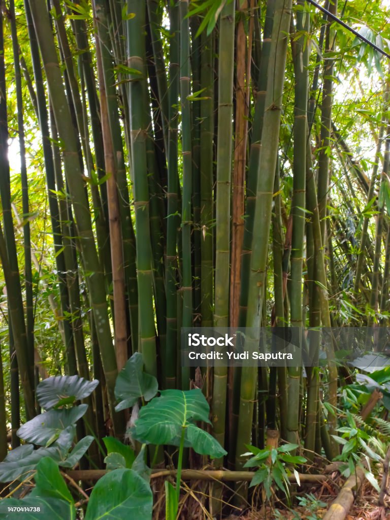 A Thriving Bamboo Forest In The Forests Of West Sumatra Indonesia Stock ... Biology Diagrams