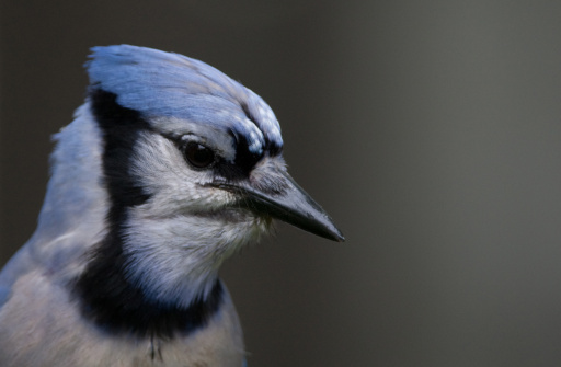 Close of a Blue Jay