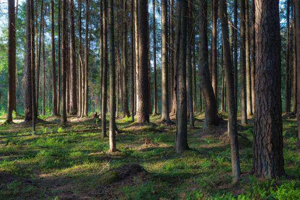 istock Pine forest at sunny summer day. Backlit with sun rays, looks like a painting. 1470416048