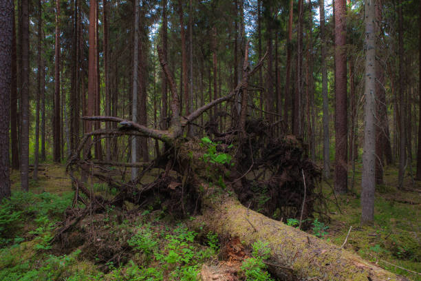 istock Pine tree trunks, young and old fallen trees in the wood 1470416056