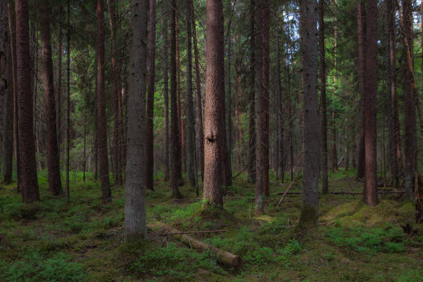 istock Pine tree trunks, young and old fallen trees in the wood 1470416057