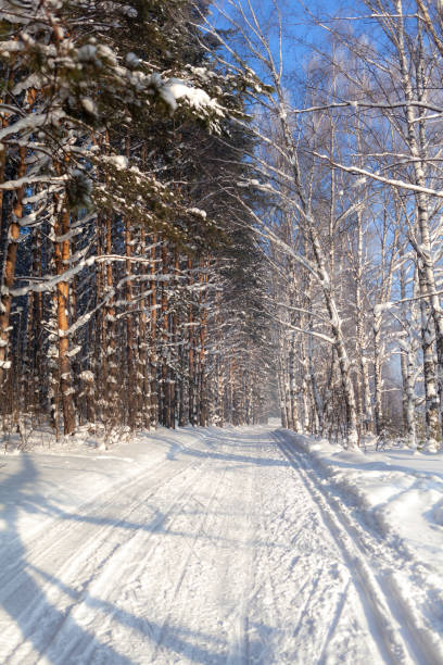 istock Winter road in a snowy forest, tall trees along the road. 1470416697