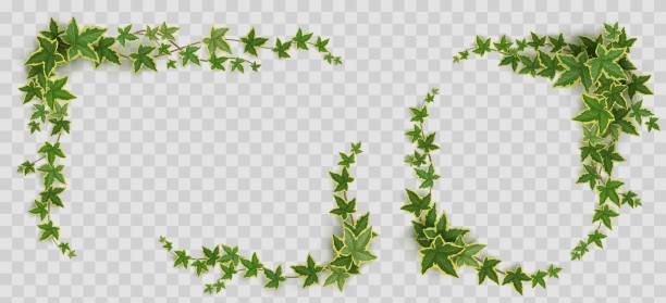 아이비 프레임, 등반 포도 나무 녹색 잎 요소 - creeper plant herb frame isolated stock illustrations