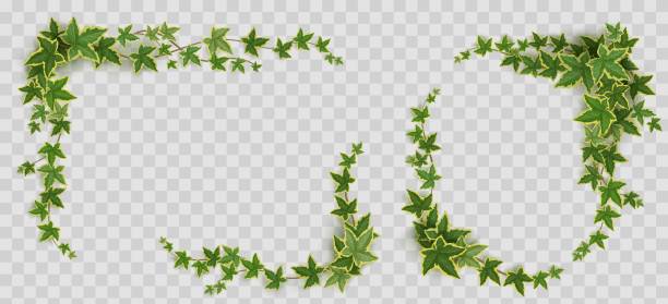 Ivy frames, climbing vine green leaves elements Ivy frames, climbing vine with green leaves of creeper plant. Rectangular and oval elegant hedera borders isolated on transparent background. Vignettes design elements, decor Realistic 3d vector set plant png stock illustrations