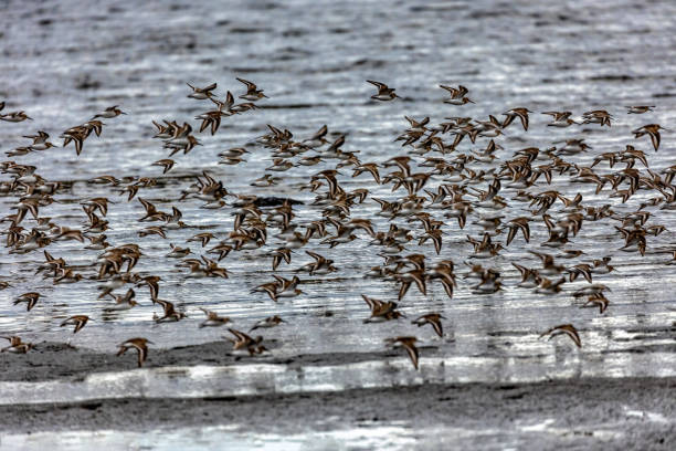 istock flock of dunlins flying over a sea beach, Delta, BC, Canada 1470416821