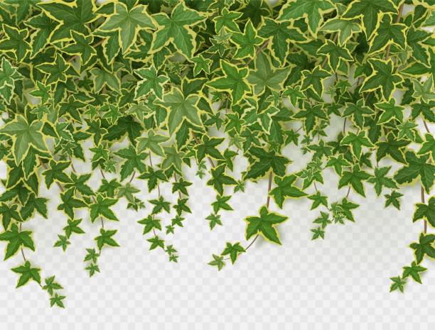 плющ вьющийся виноградная лоза рама, зеленые листья лианы - characters nature digitally generated image leaf stock illustrations