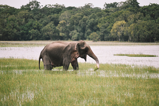 Elephant feeding at Wilpattu National Park