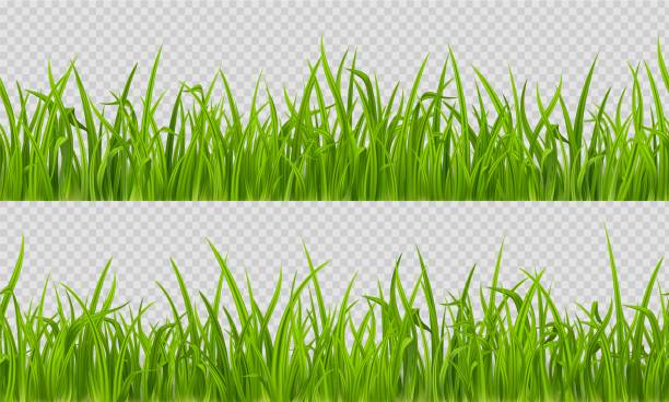 Seamless grass, realistic lawn horizontal pattern Seamless grass, realistic green lawn horizontal pattern isolated on transparent background. Summer or spring meadow texture, herbs tile, lush grassy blades, landscape borders, 3d vector illustration, grass stock illustrations