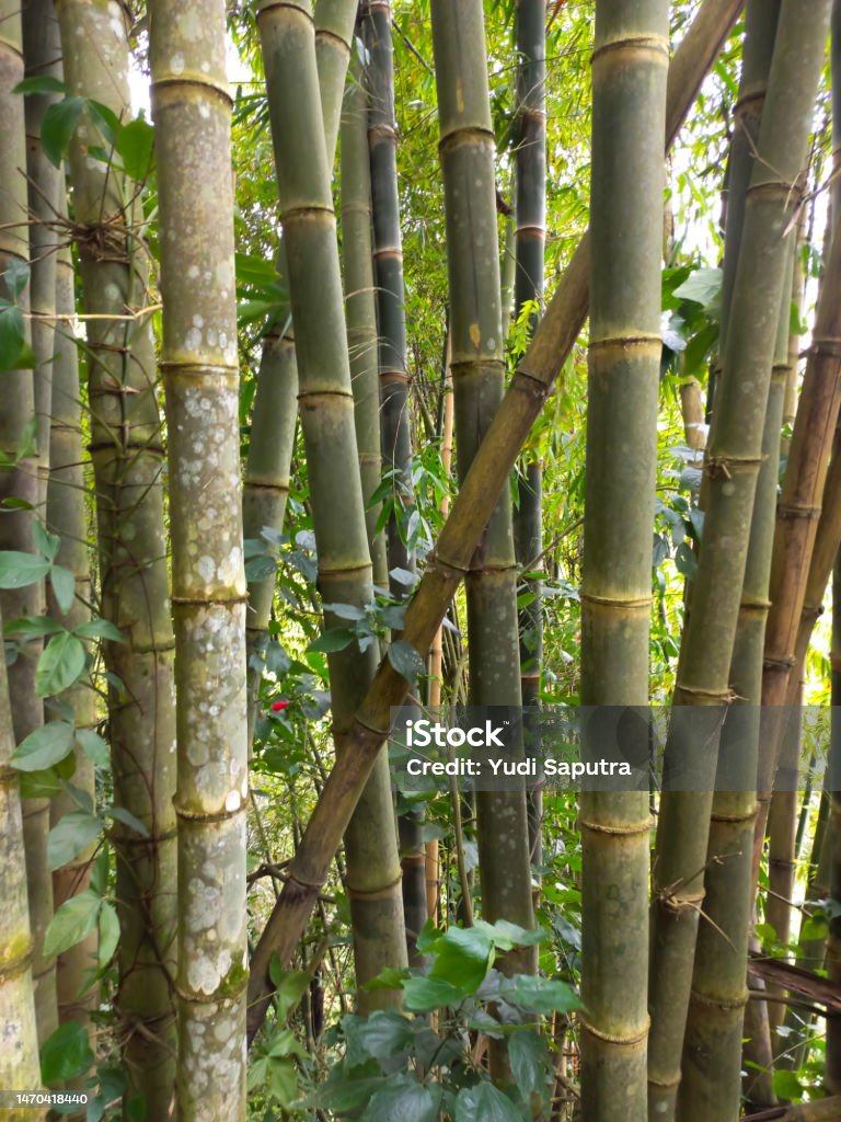 A Thriving Bamboo Forest In The Forests Of West Sumatra Indonesia Stock Biology Diagrams
