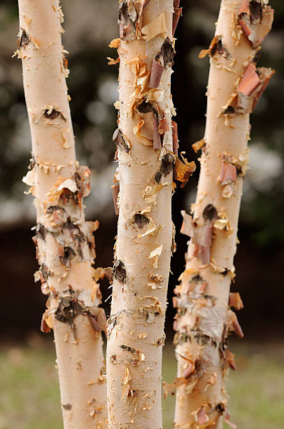 river birch - birch bark photos et images de collection