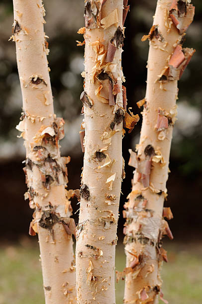 River Birch River Birch pink bark birch tree photos stock pictures, royalty-free photos & images