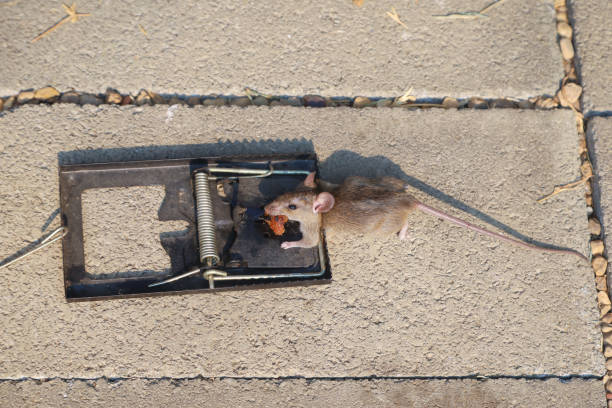 istock Rats die from traps, dirty rats carry dangerous diseases. 1470419501