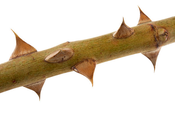istock thorns - macro of rose buch twig 147042059