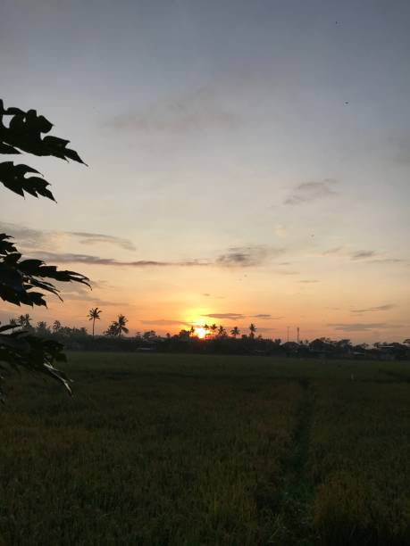 istock Sunrise Sunset at Rice Fields Indonesia 1470420599