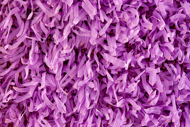 Shaggy estrutura de violeta bast. - fotografia de stock