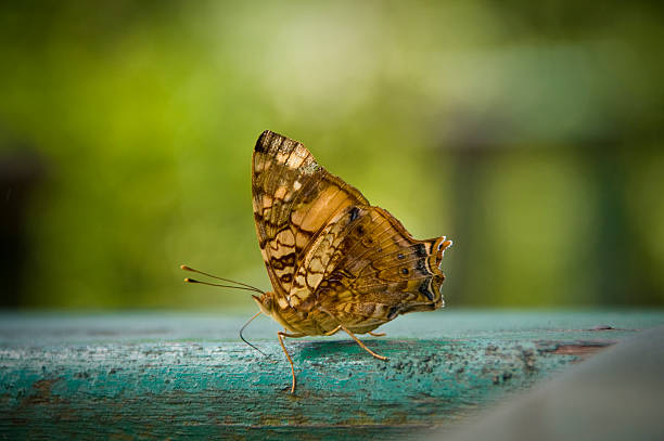 istock Tropical butterfly, Brazil 147042290