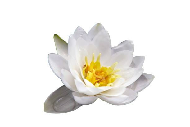 water lily closeup, isolated on a white background. beautiful flowering aquatic plant, isolated on a white background. white flower on the pond. - formal garden tropical climate park plant imagens e fotografias de stock