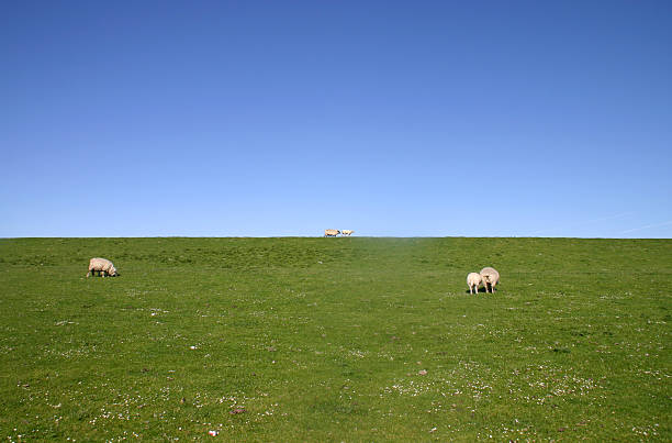 istock Sheep on Dike in Northern Germany 147042569