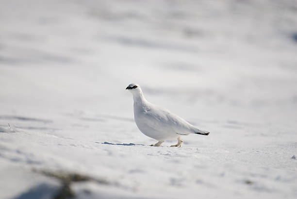 istock Male Ptarmigan (Lagopus muta) on snow in Scottish Mountains 147042580