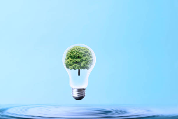 Light bulb with Camphor Tree floating in mid-air from the water surface, against light blue background with copy space. \nConcept of clean energy and recycling.