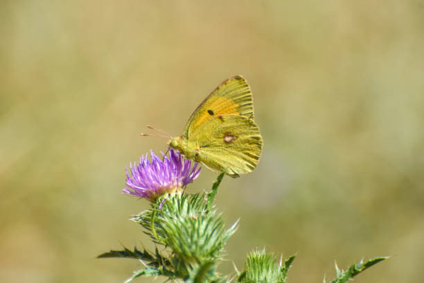 istock Berger's clouded yellow butterfly collecting nectar on thistle flower(Colias alfacariensis) 1470426293