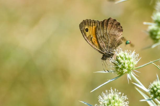 fałszywy lipień motyl na dzikim kwiatach - cyrce zdjęcia i obrazy z banku zdjęć