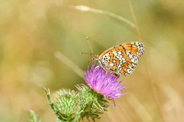 istock The knapweed fritillary butterfly - Melitaea phoebe 1470426449